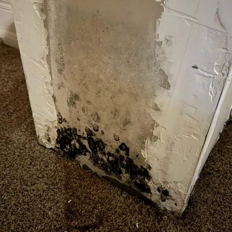 Professional Mold Removal in La Feria, TX